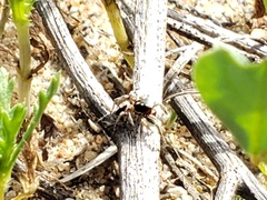 Habronattus pyrrithrix