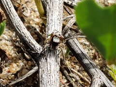 Habronattus pyrrithrix