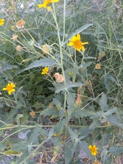 Verbesina encelioides