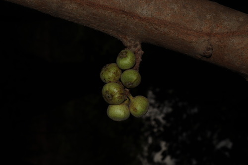 Ficus hispida