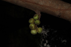 Ficus hispida