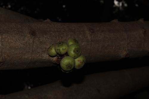 Ficus hispida, photograph 1