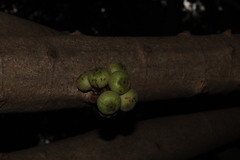 Ficus hispida, photograph (c) Vikas D Prasad, some rights reserved (CC BY-SA)