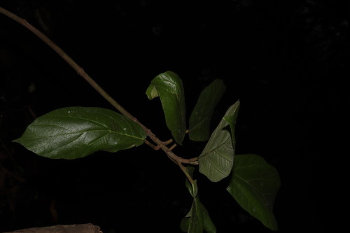 Ficus hispida, photograph 2