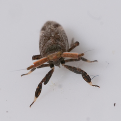 Asiraca clavicornis