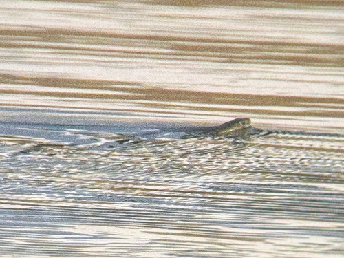 Chequered Keelback