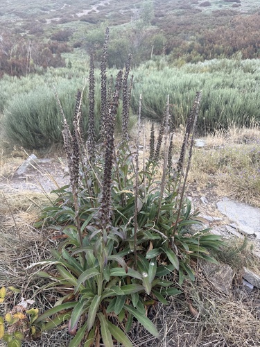Digitalis parviflora, photograph 3