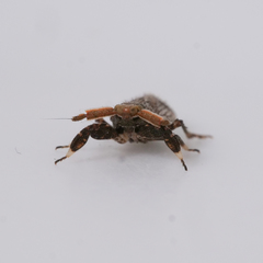 Asiraca clavicornis