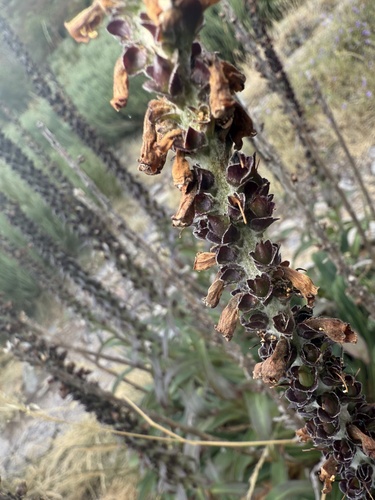 Digitalis parviflora, photograph 4