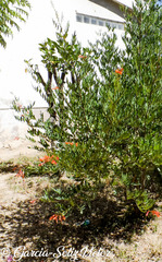 Tecoma fulva garrocha