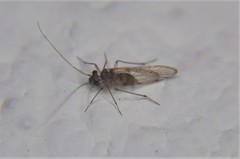 Epipsocidae