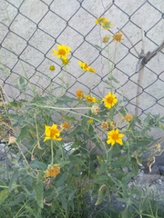 Verbesina encelioides