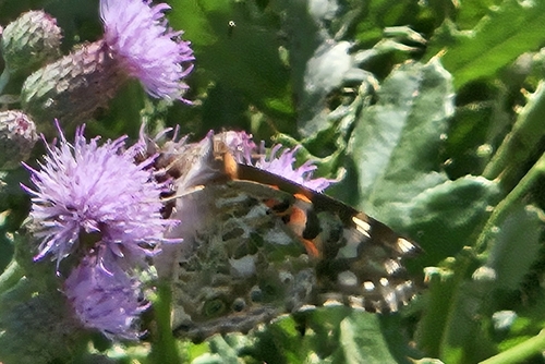 Painted Lady