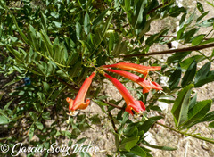 Tecoma fulva garrocha