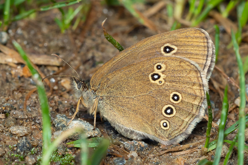 Ringlet