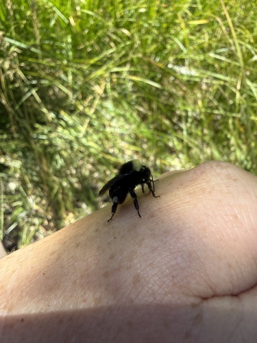 iNaturalist observation photo of Yellow-faced Bumble Bee