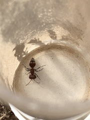 Myrmilloides grandiceps