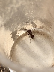 Myrmilloides grandiceps