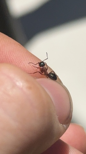 iNaturalist observation photo of Formica neorufibarbis