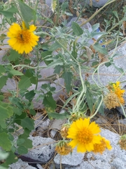 Verbesina encelioides