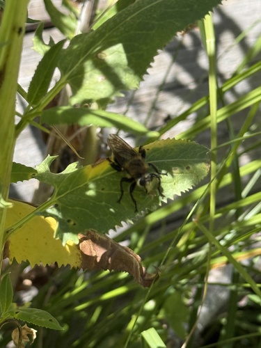 iNaturalist observation photo of Bee-mimic Robber Flies
