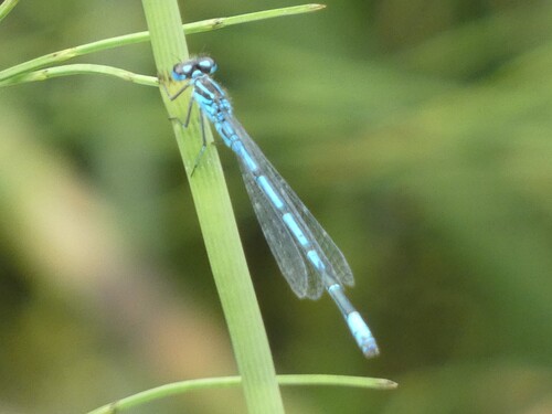 Azure Damselfly