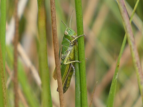 Common Green Grasshopper