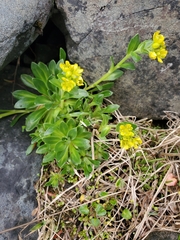 Draba grandis