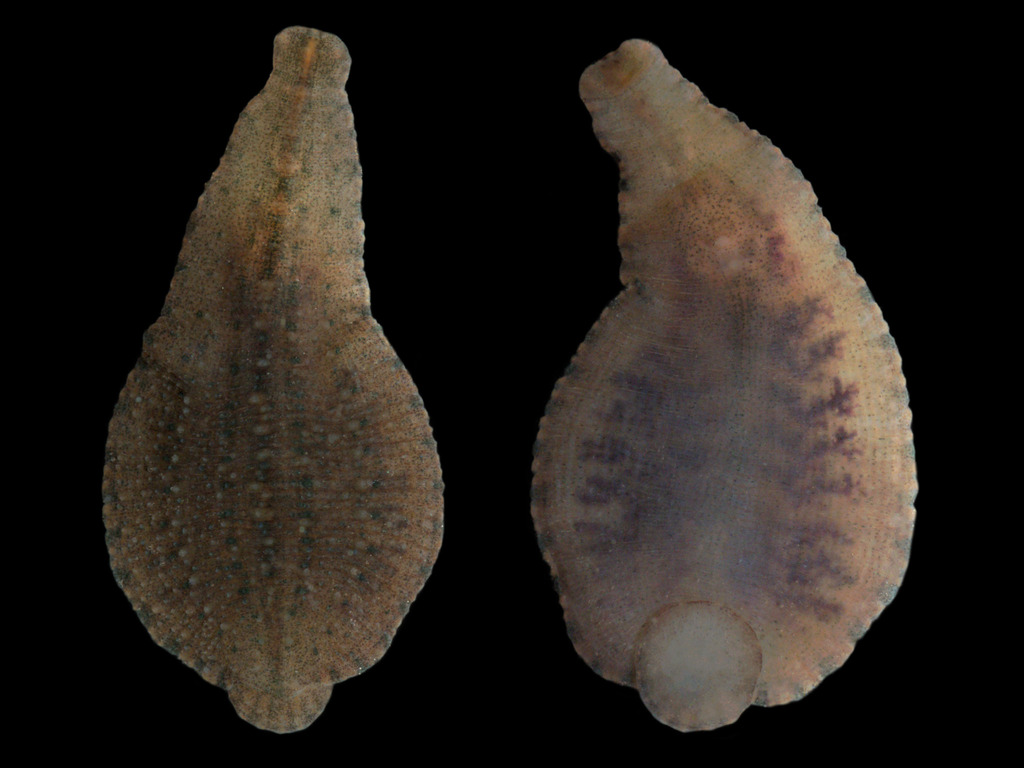 Placobdella rugosa