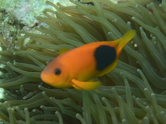 Saddle Anemonefish photo 4