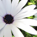 Blue-and-white Daisybush - Photo (c) Luca Melette, some rights reserved (CC BY-NC-SA)