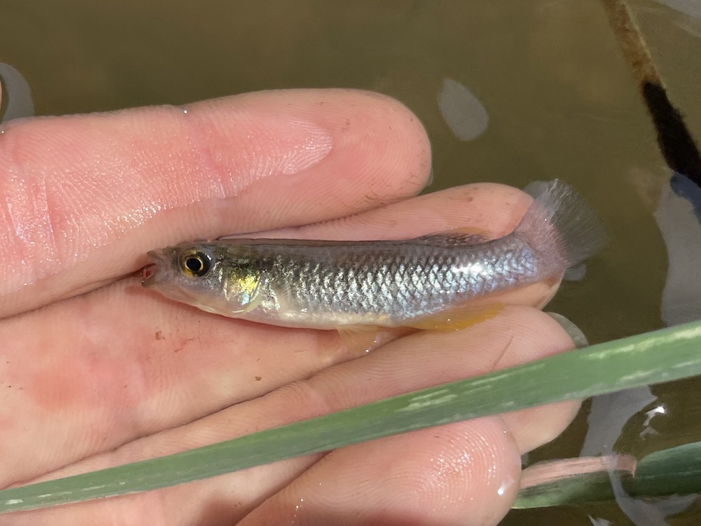Saltmarsh Topminnow
