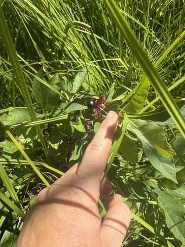 iNaturalist observation photo of honeysuckles
