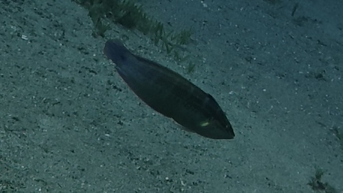 Coris caudimacula observed 2026-08-02