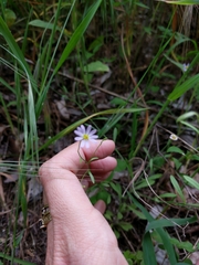 Chaetopappa bellidifolia