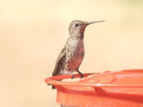 Anna's Hummingbird