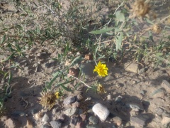 Grindelia pulchella