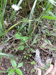 Chaetopappa bellidifolia
