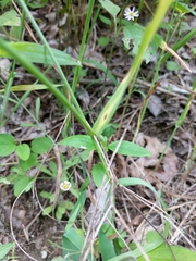 Chaetopappa bellidifolia