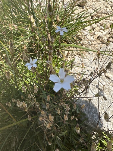 Heliosperma alpestre, photograph 3