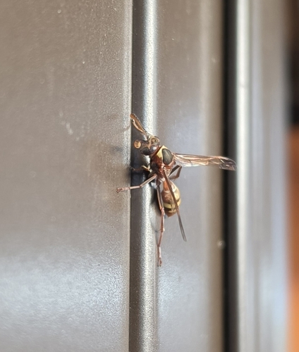 Polistes badius photo 2