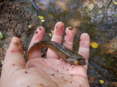 Etheostoma crossopterum