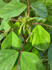Desmodium tortuosum, photograph author not stated, no rights reserved