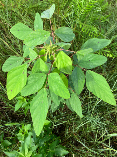 Desmodium tortuosum, photograph 5