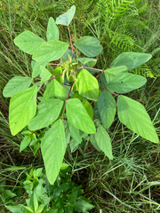 Desmodium tortuosum, photograph author not stated, no rights reserved