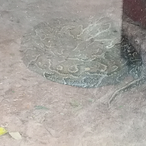 African Rock Python
