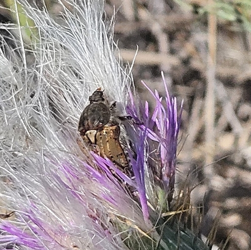 Bumble Flower Beetle