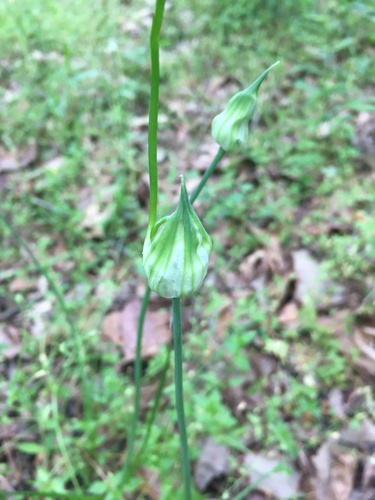 Allium canadense