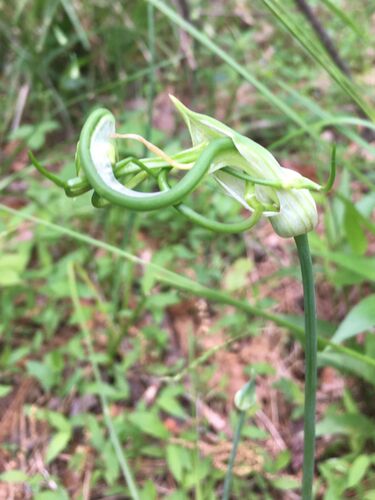 Allium canadense, photograph 3