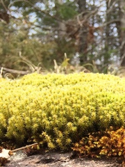 Racomitrium ericoides